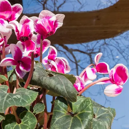 Romantic Tree House *