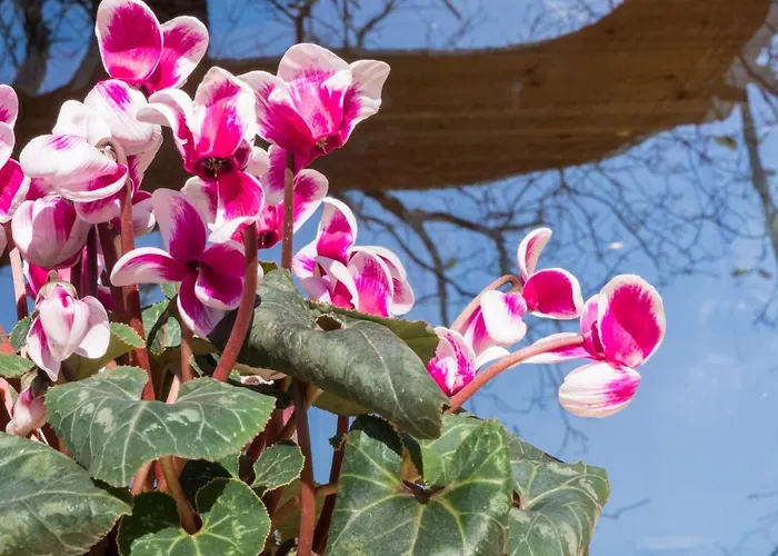 Romantic Tree House *